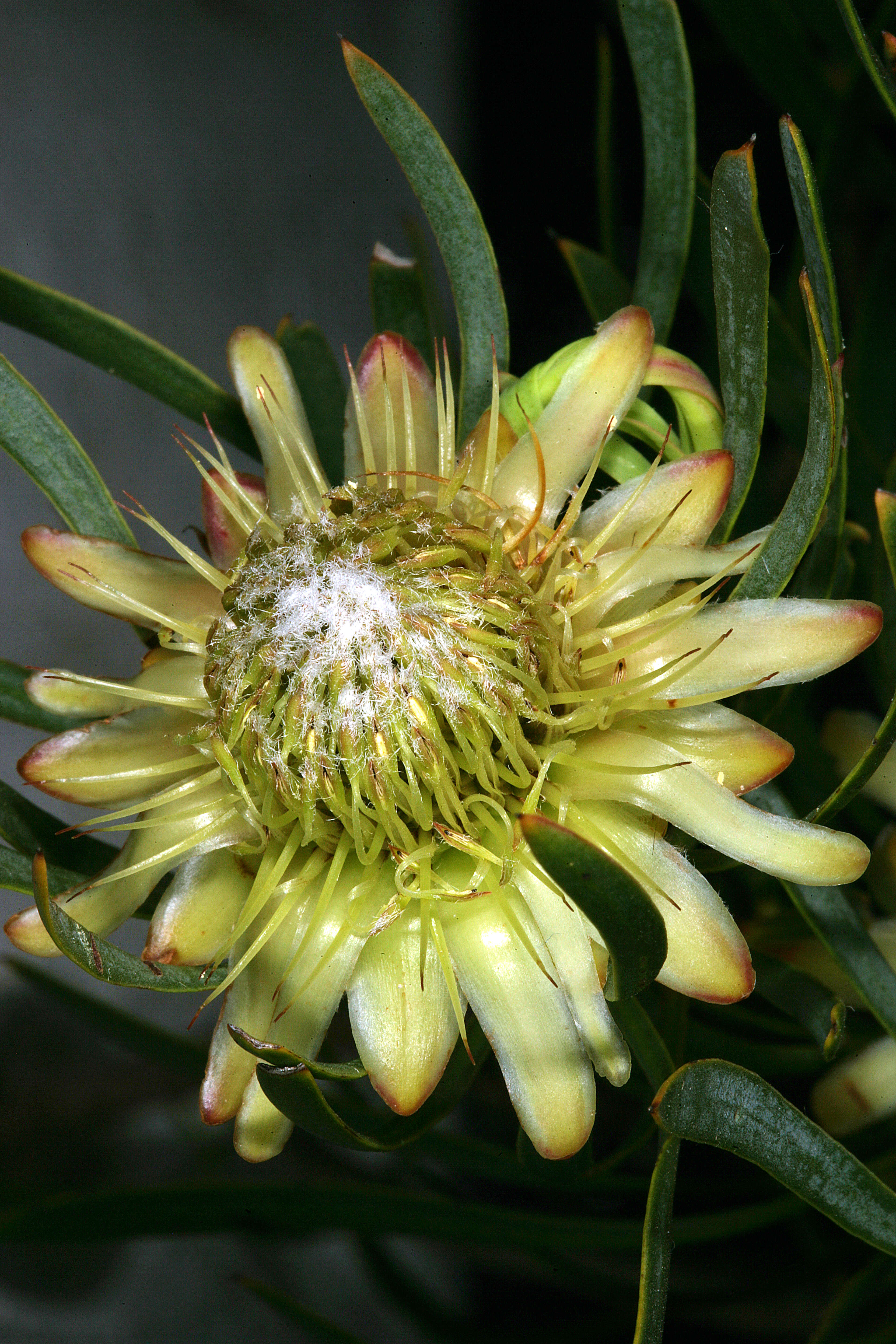 Plancia ëd Protea scolymocephala (L.) Reich.