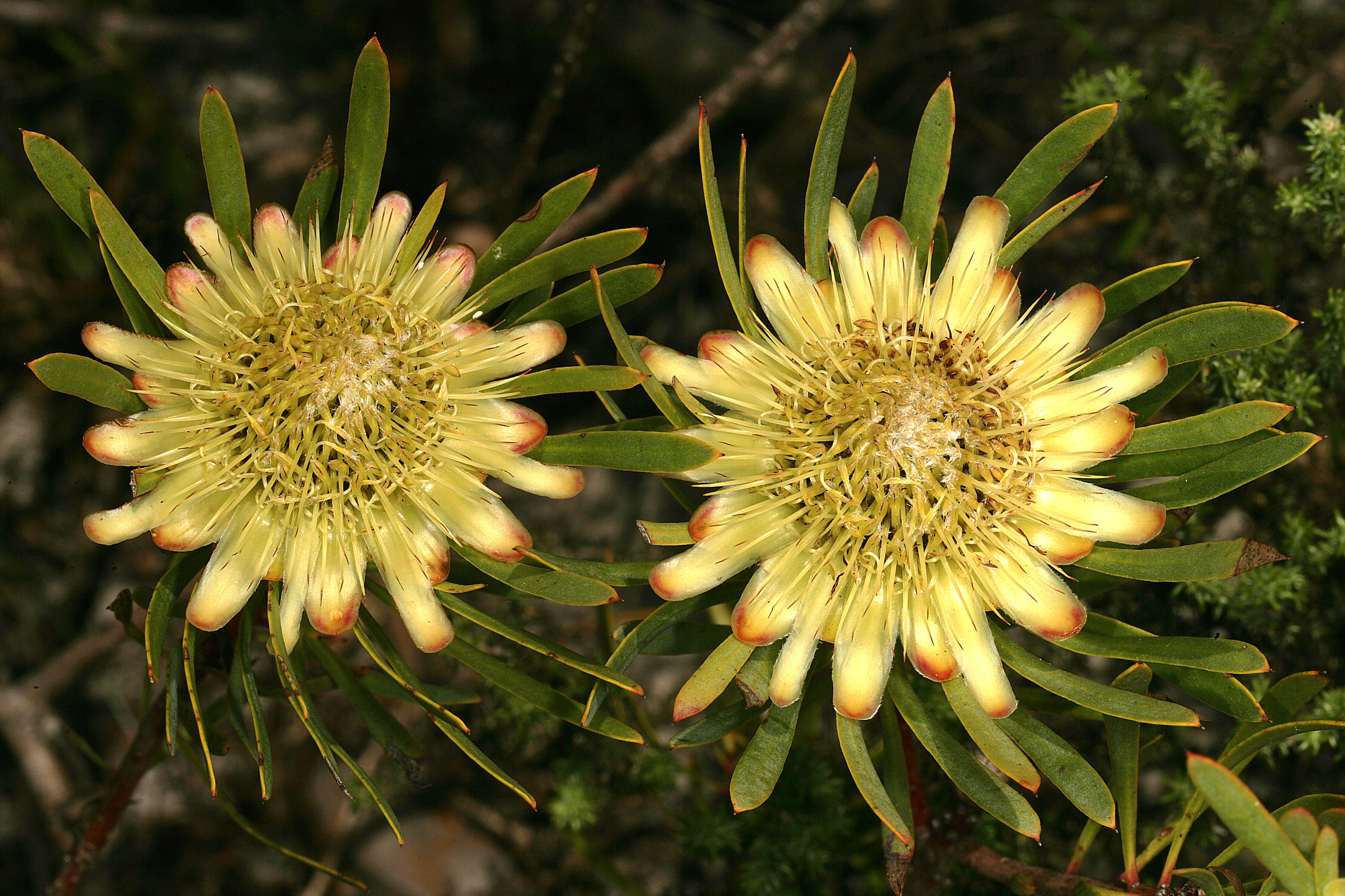 Plancia ëd Protea scolymocephala (L.) Reich.