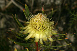 Plancia ëd Protea scolymocephala (L.) Reich.