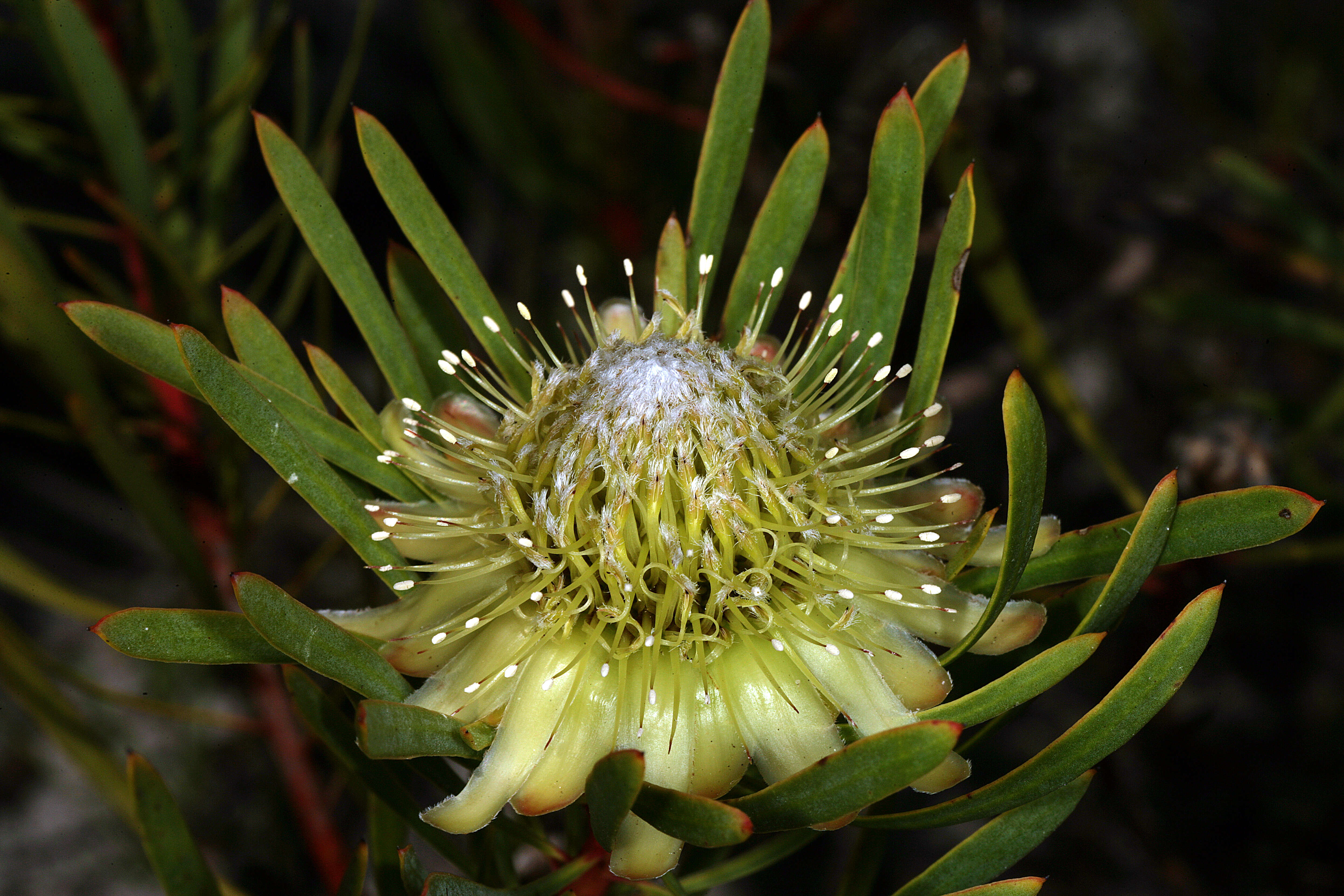 Plancia ëd Protea scolymocephala (L.) Reich.