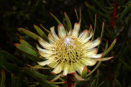 Plancia ëd Protea scolymocephala (L.) Reich.