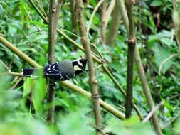 Image de Mésange jaune