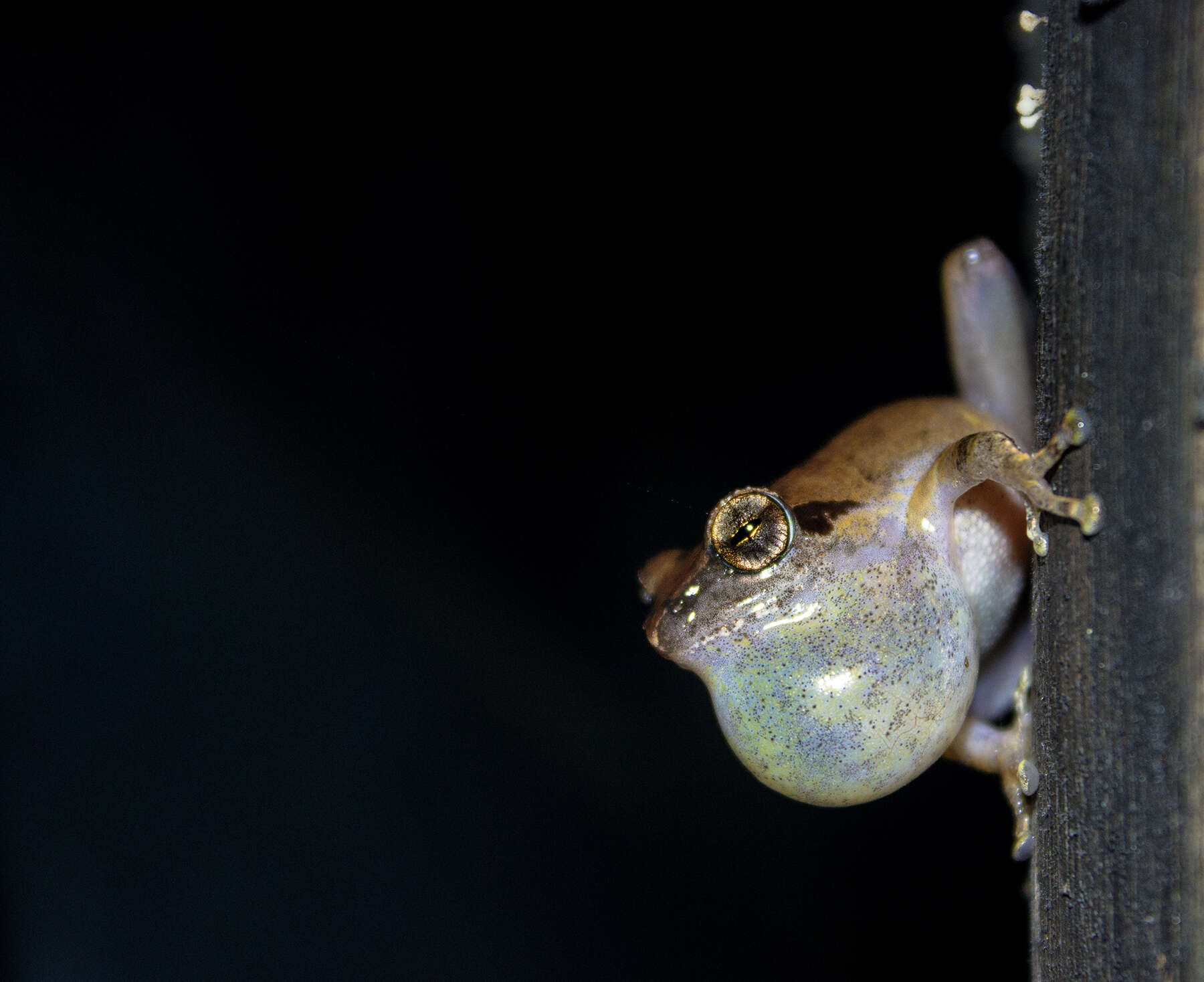 Image of Pseudophilautus amboli (Biju & Bossuyt 2009)