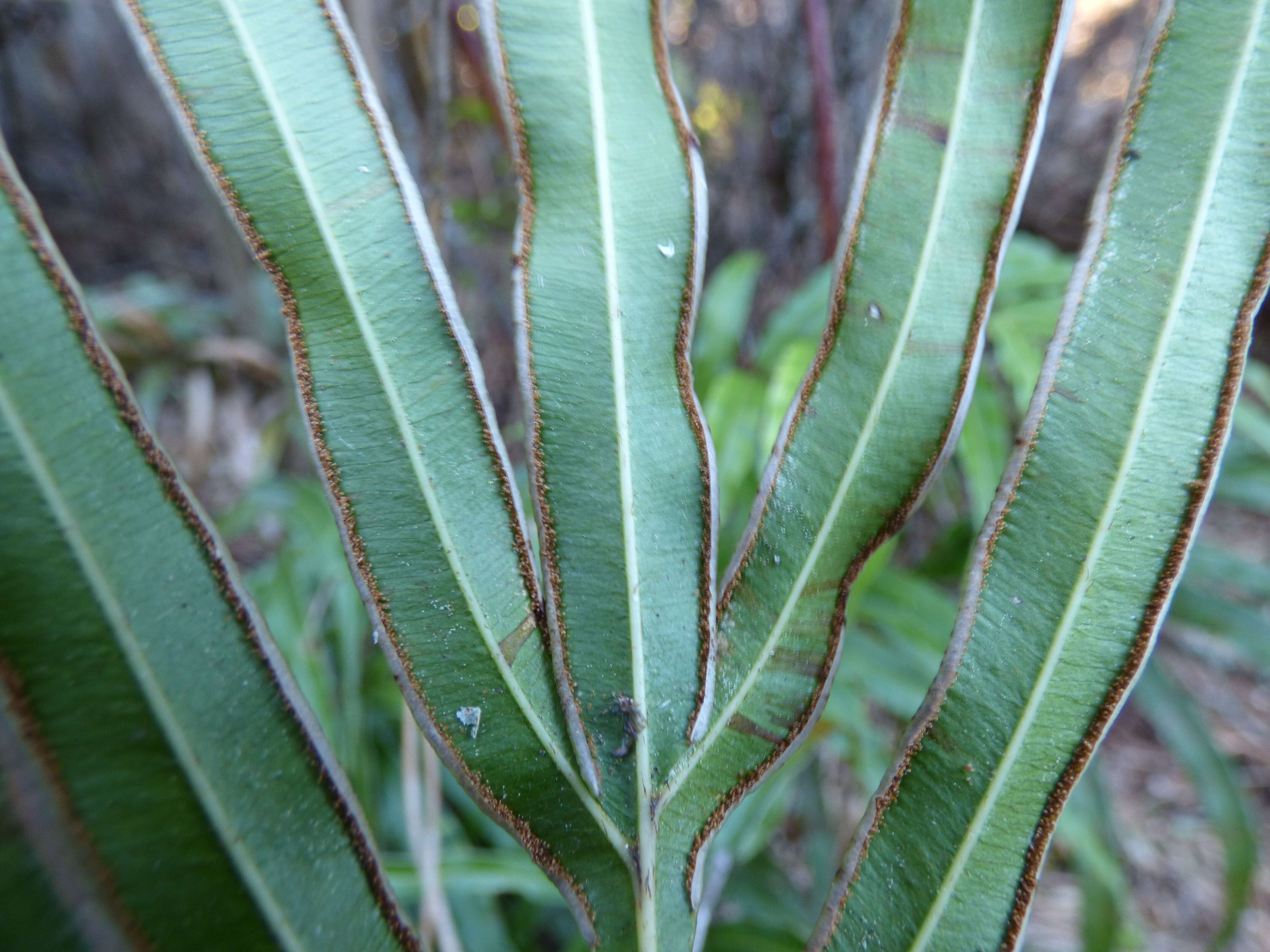 Imagem de Pteris cretica L.