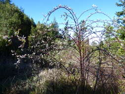 Image de Rubus niveus Thunb.