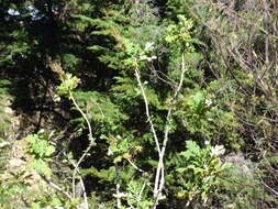 Image of parrotweed