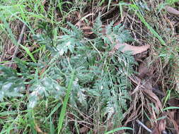 Image of black spleenwort