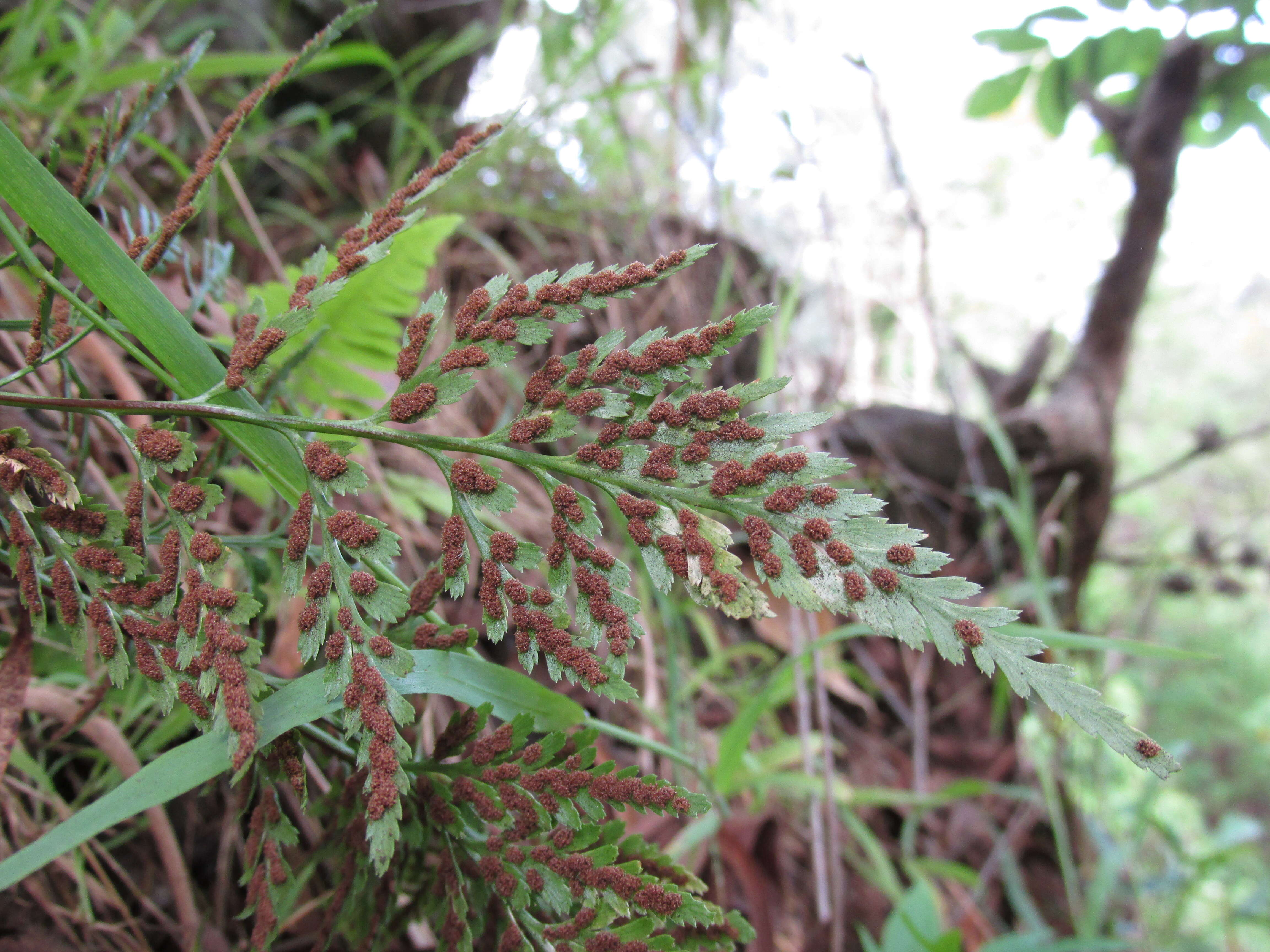 Imagem de Asplenium adiantum-nigrum L.