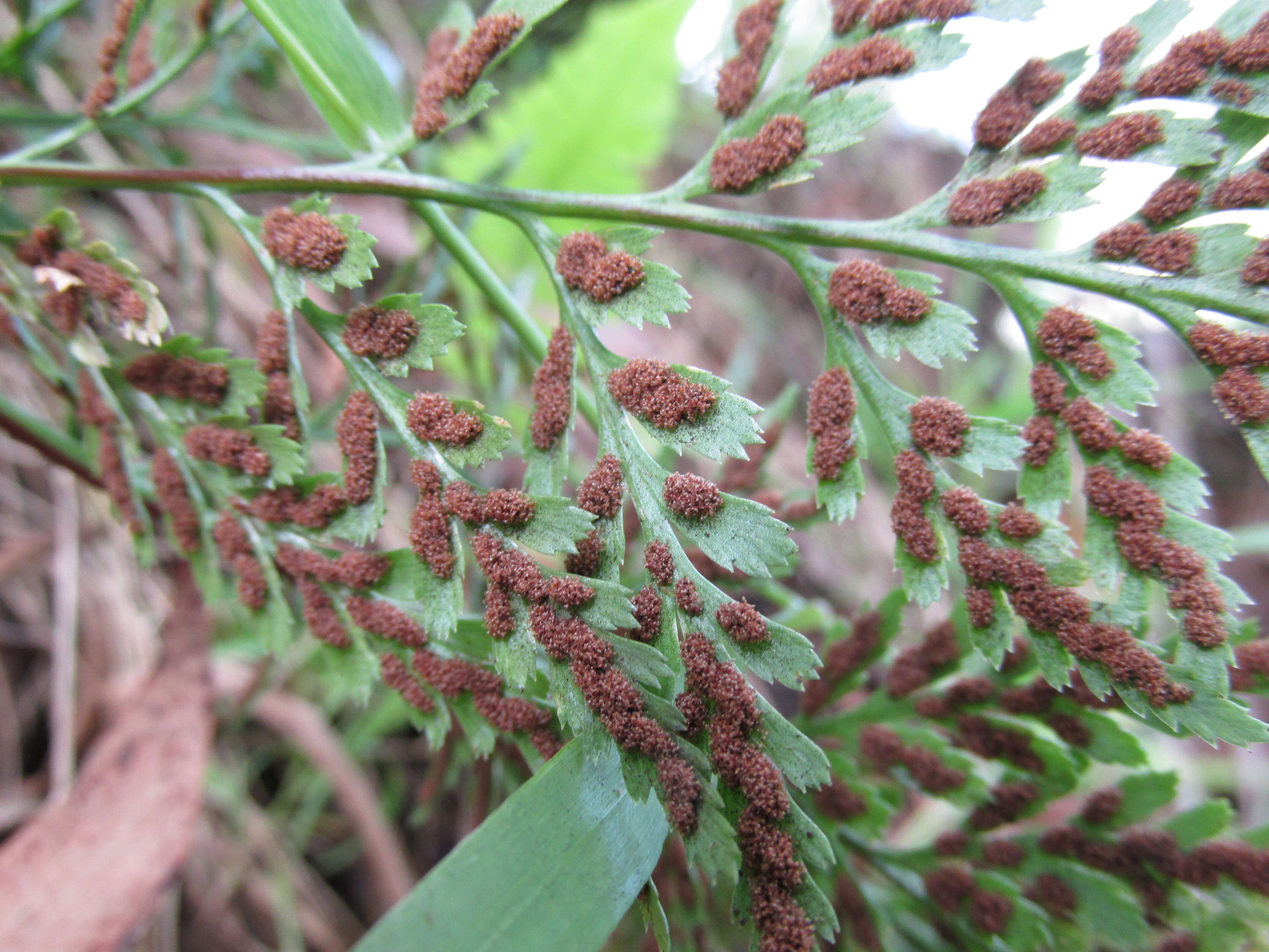 Imagem de Asplenium adiantum-nigrum L.