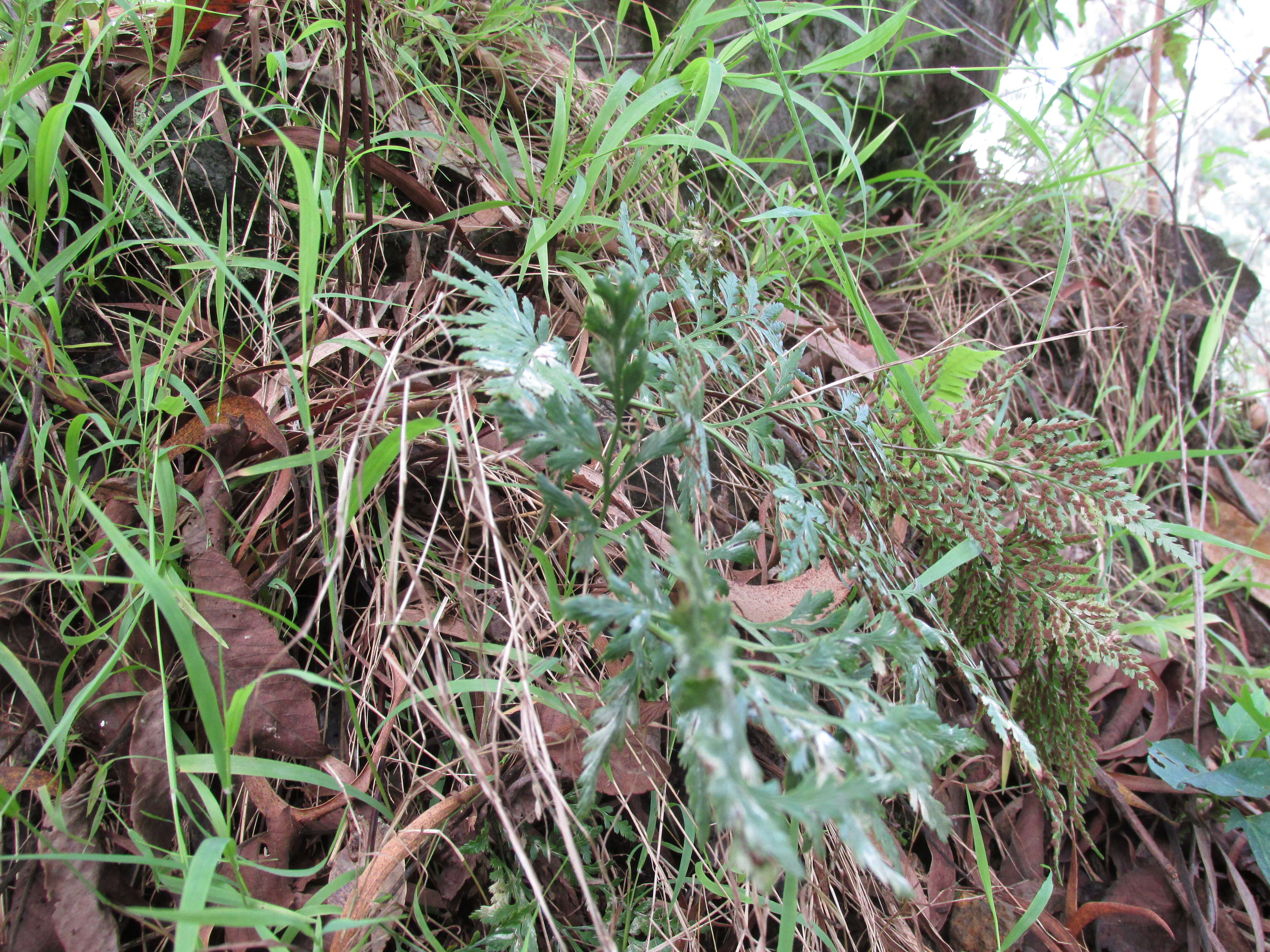 Imagem de Asplenium adiantum-nigrum L.