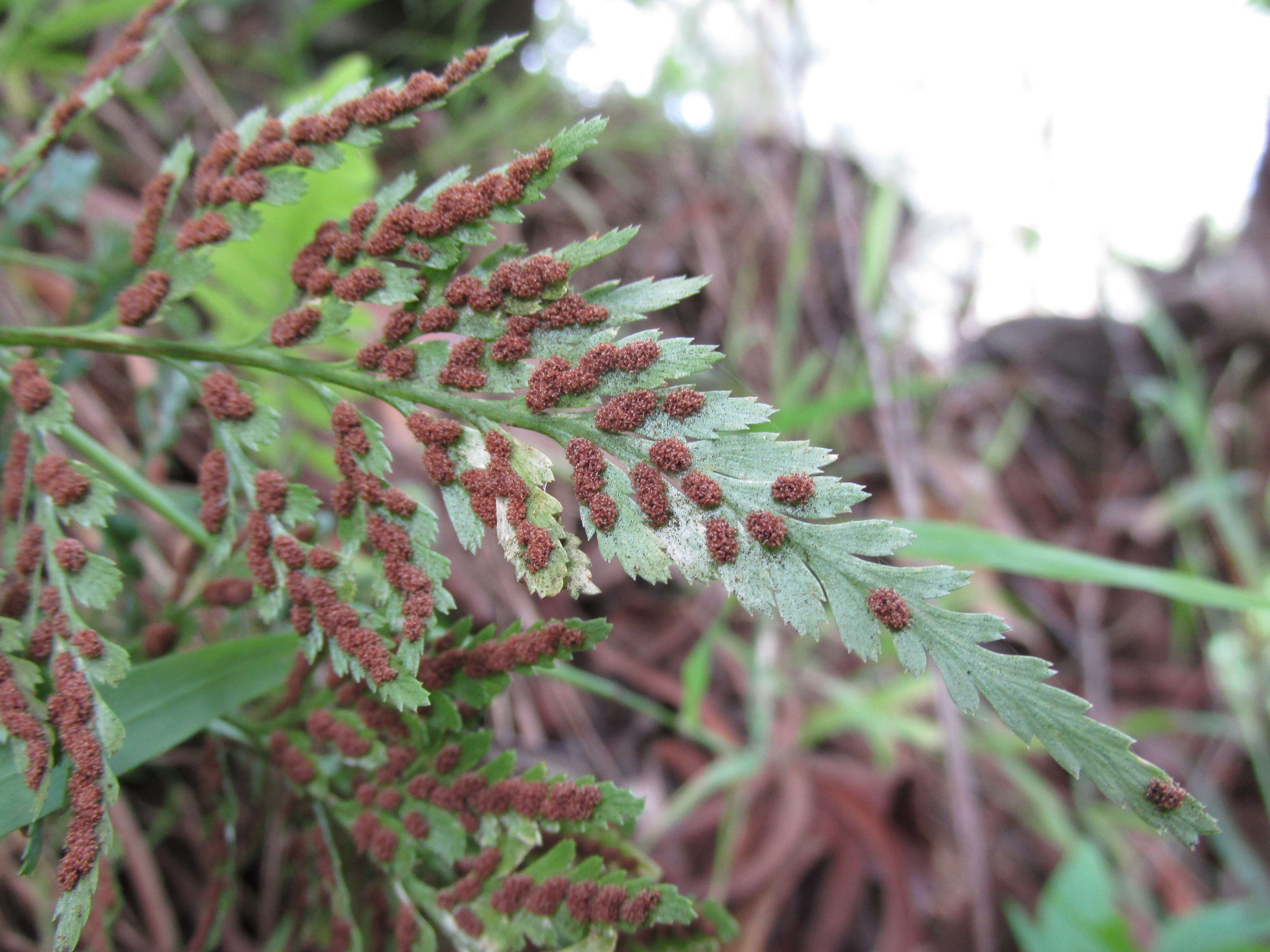 Imagem de Asplenium adiantum-nigrum L.