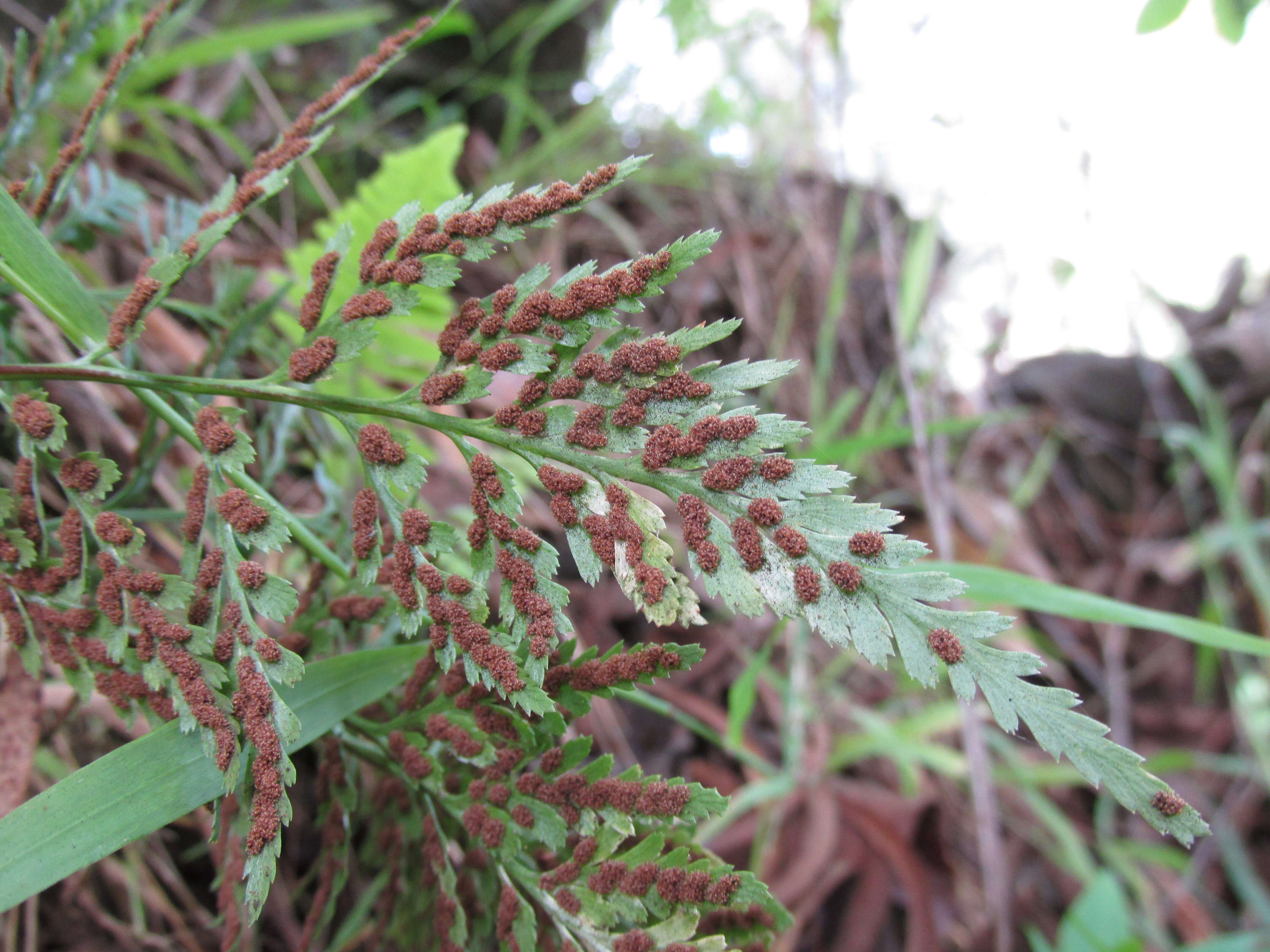 Imagem de Asplenium adiantum-nigrum L.