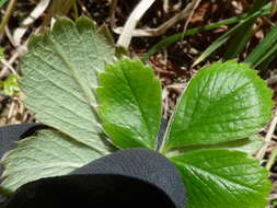 Image of beach strawberry