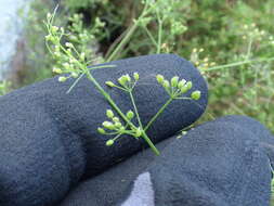 Image of marsh parsley