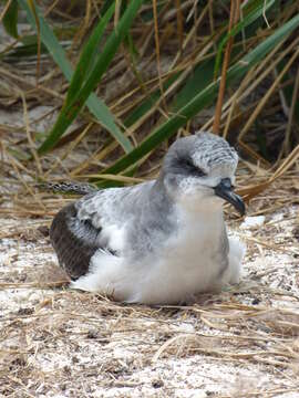 Image of Bonin Petrel