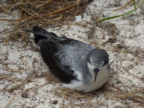 Image of Bonin Petrel