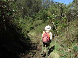 Image of parrotweed