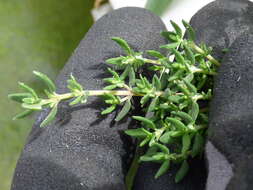 Image of Common Thyme