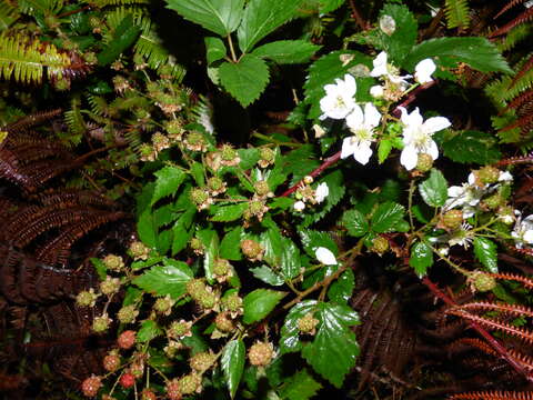 Sivun Rubus argutus Link kuva