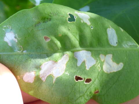 Image de Capparis sandwichiana DC.