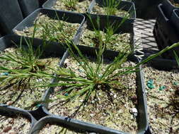 Image of Oahu lovegrass