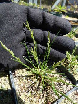 Image of Oahu lovegrass