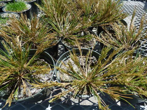 Image of Oahu lovegrass