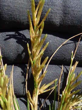 Image of Oahu lovegrass