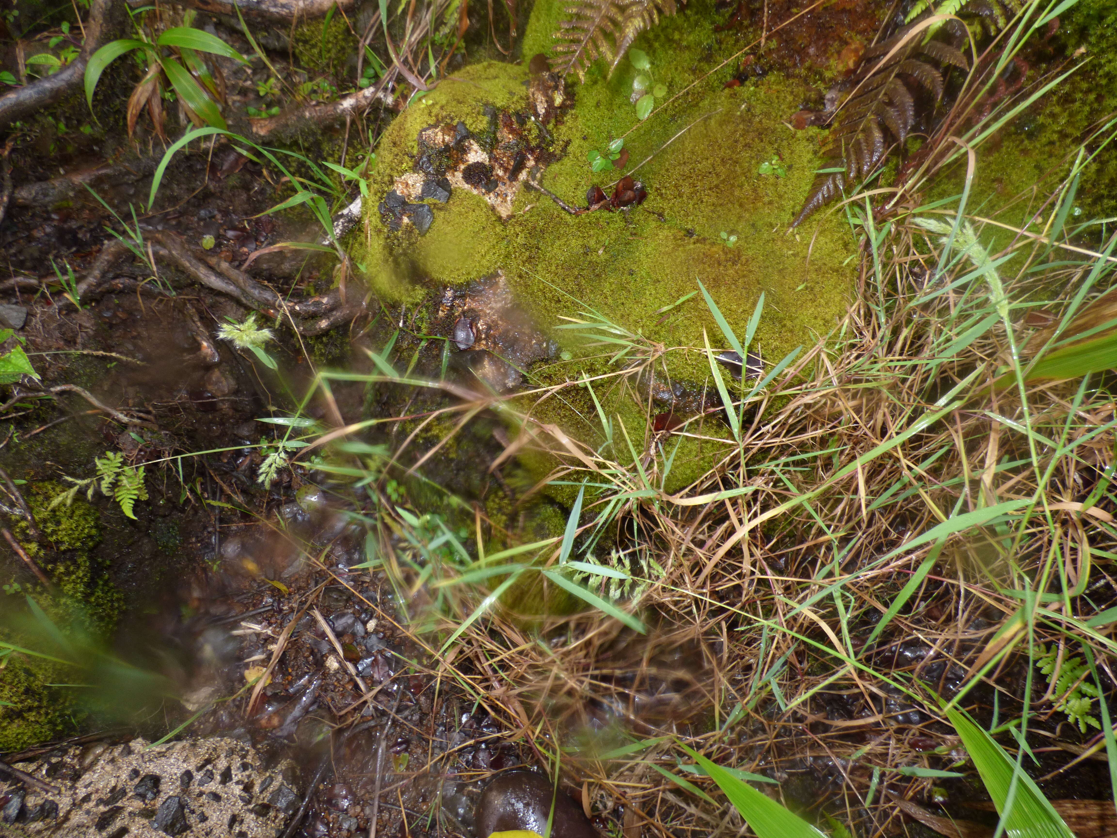 Image de Polypogon interruptus Kunth