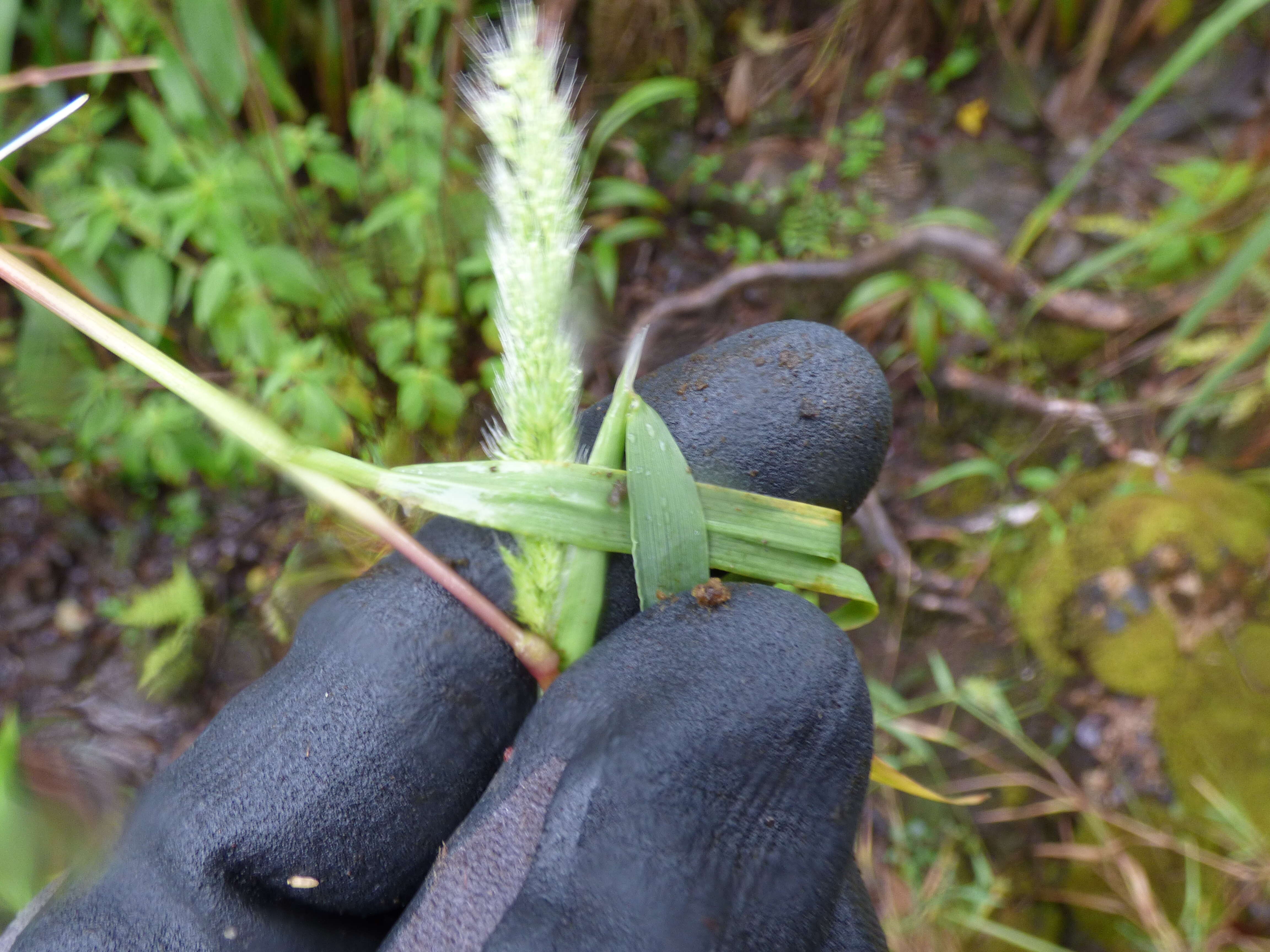 Image de Polypogon interruptus Kunth