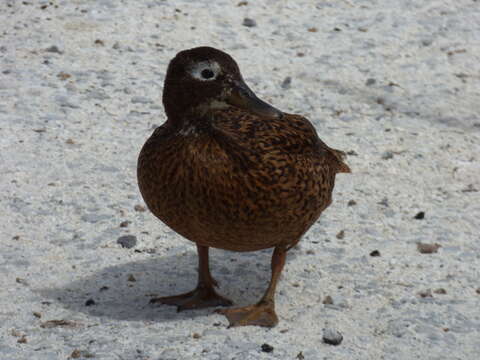 Image of Laysan Duck