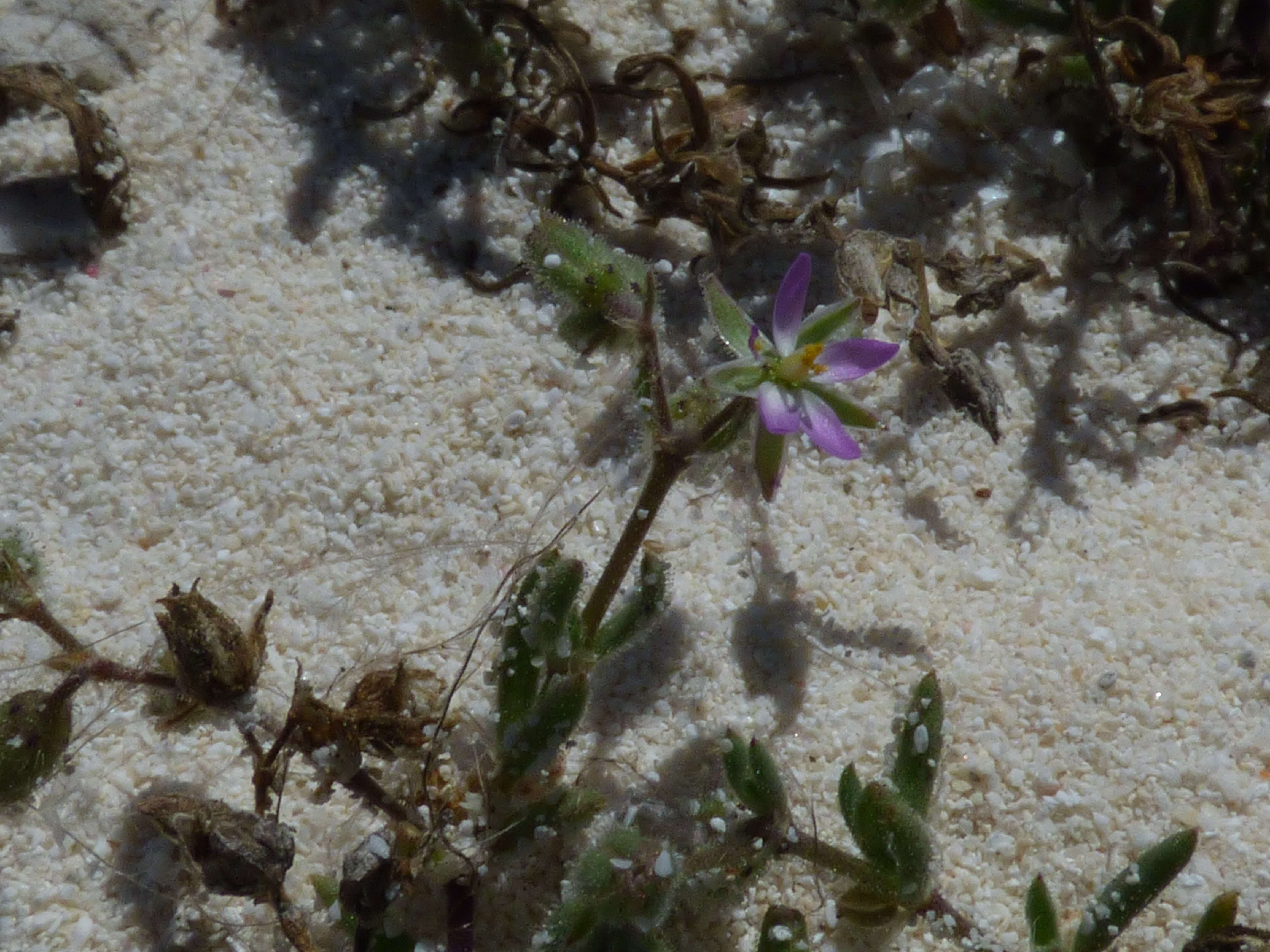 Image of Lesser Sea-spurrey