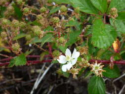 Слика од Rubus argutus Link