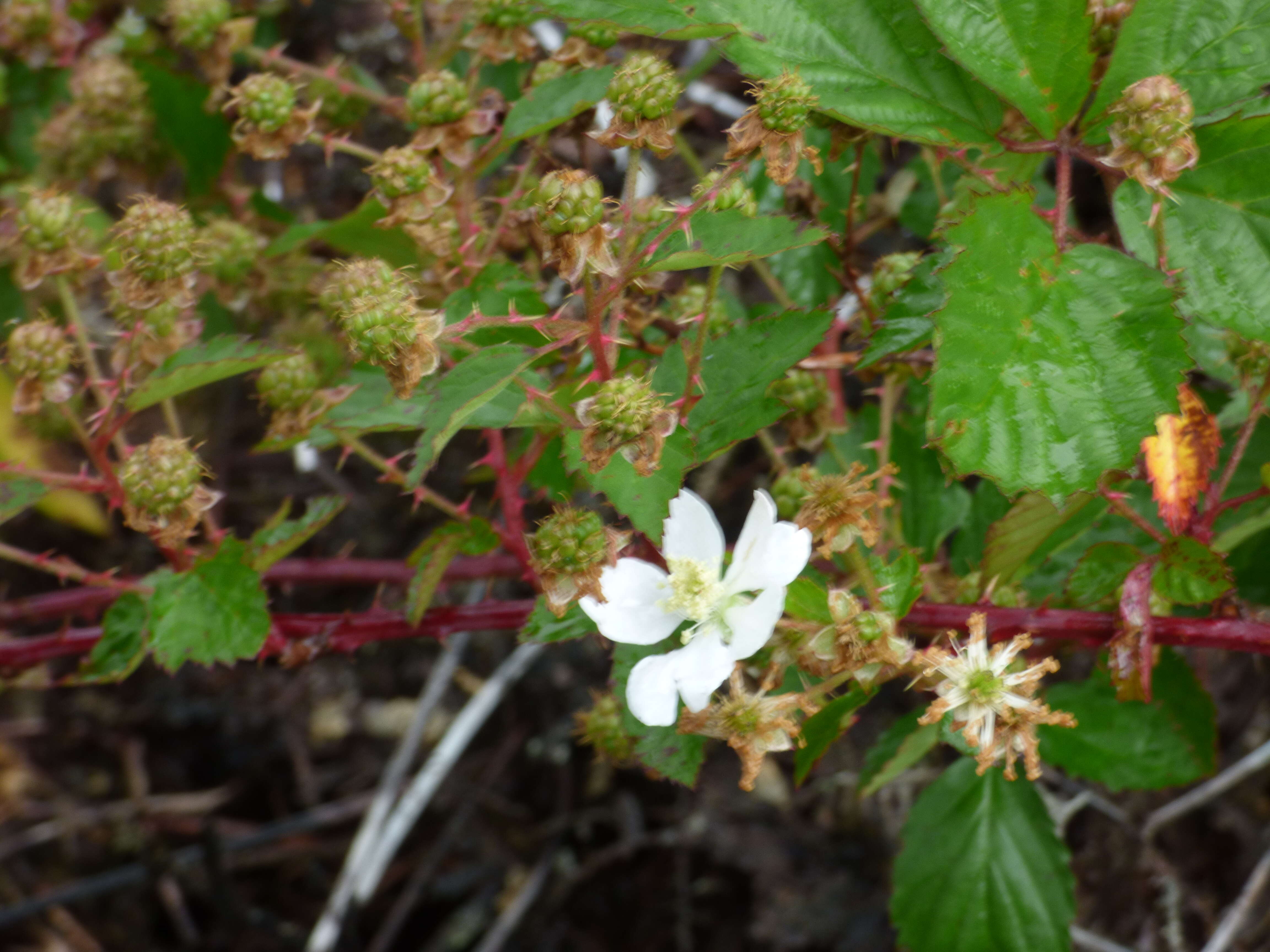 Sivun Rubus argutus Link kuva