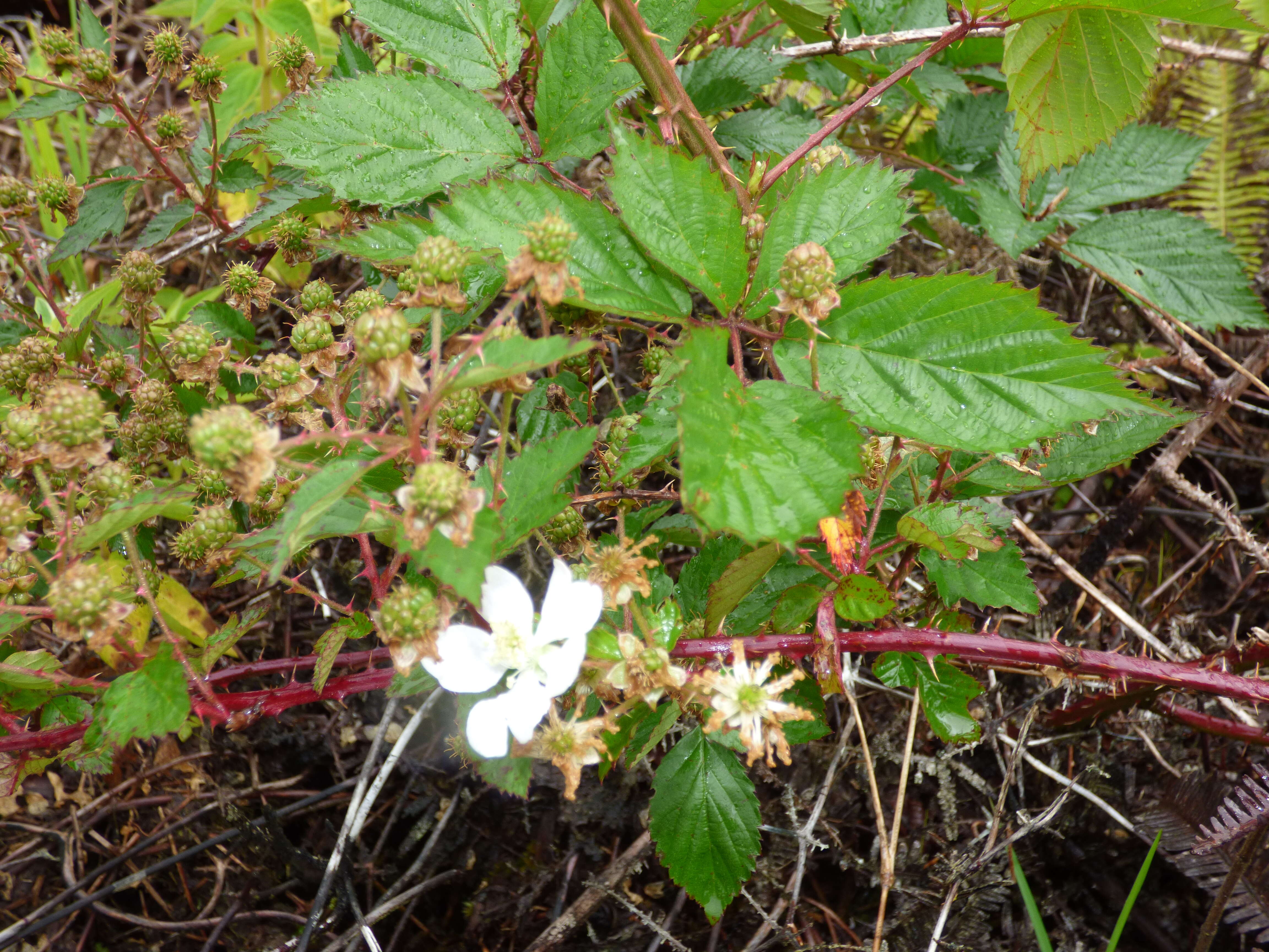 Слика од Rubus argutus Link