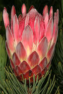 Image of Protea aristata Phillips