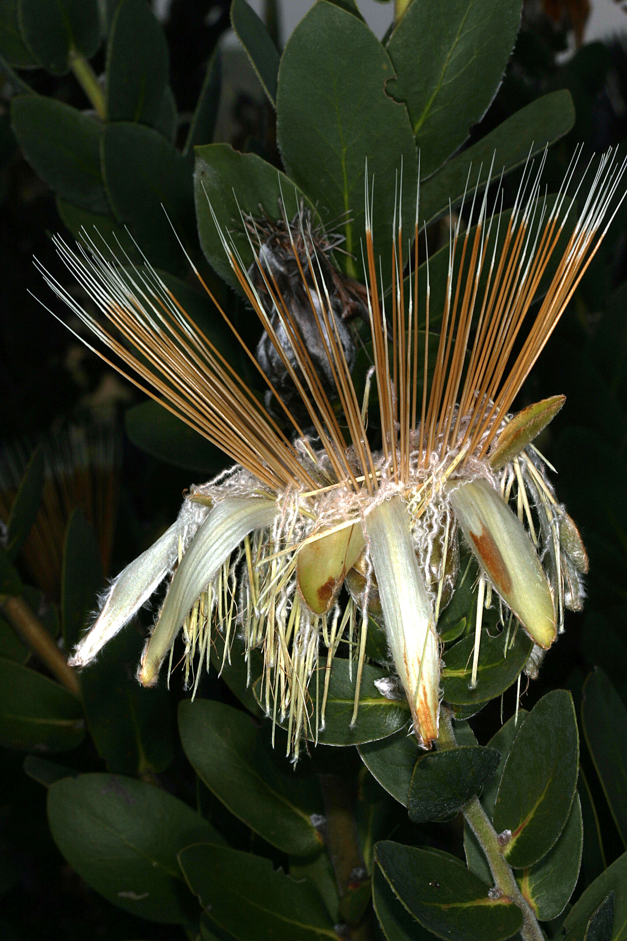 Image of Shuttlecock sugarbush