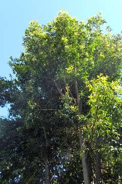 Image of Syzygium oleosum (F. Müll.) B. P. M. Hyland