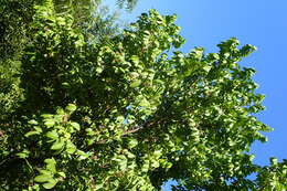 Image of carambola