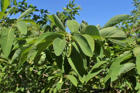 Image of sugar apple