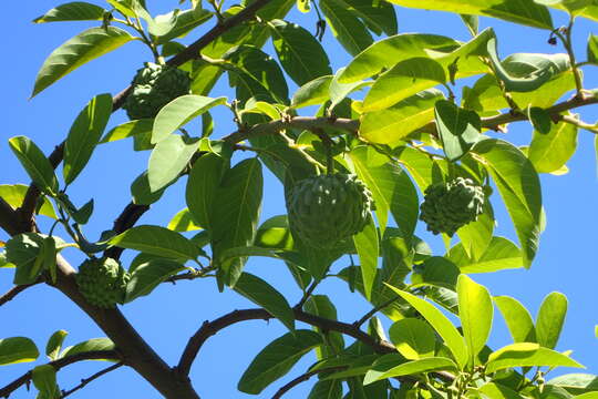 Image of sugar apple