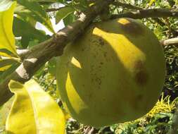 Image of common calabash tree