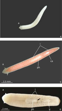 Image of Girardia multidiverticulata Souza, Morais, Cordeiro & Leal-Zanchet 2015