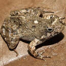 Image of Guaratinga Dwarf Frog