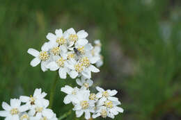 Image of silvery yarrow