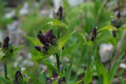 Image de Gentiane Pourpre