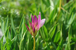 Image of alpine clover