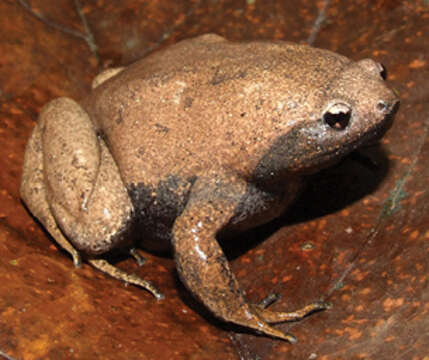 Image of Stereocyclops incrassatus Cope 1870