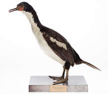 Image of Bounty Shag