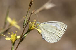 Image of Pieris ergane (Geyer 1828)